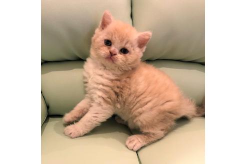 成約済の大阪府のセルカークレックス-5455の3枚目